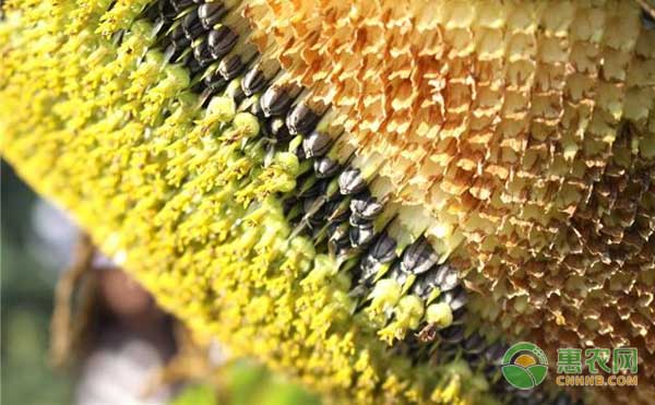 5月21日葵花籽价格行情：产区交易一般