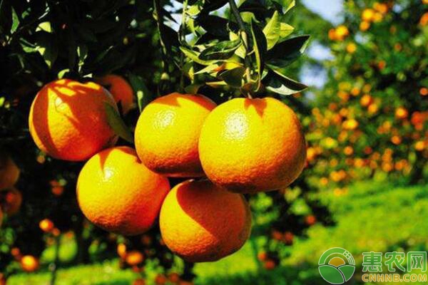柑橘溃疡病的病原是什么?柑橘溃疡病病症简介