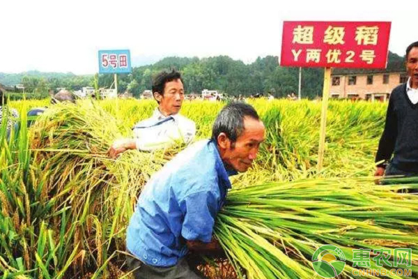 袁隆平"水稻仪仗队"迎丰收!亩单产超千公斤