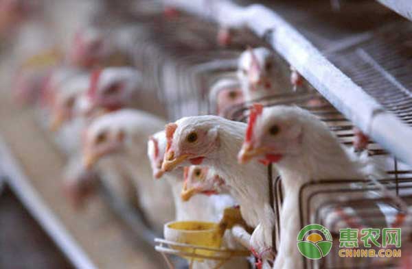 5月24日肉毛鸡、肉鸡苗最新价格行情