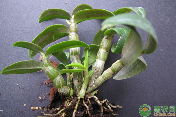石斛种植