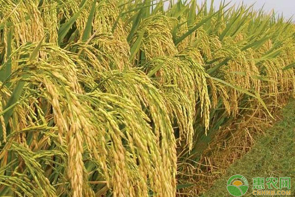 现在水稻多少钱一斤？近期稻谷市场价格走势分析