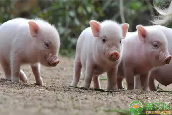 今日生猪价格多少钱一斤？5月26日全国生猪价格走势分析