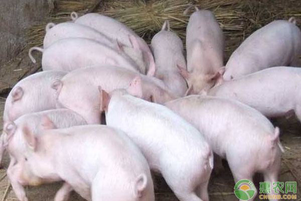 5月27日全国生猪价格行情：短暂性上涨，还是恢复性反弹?