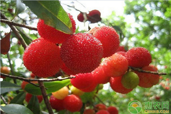 农村这种“仙人果”，正是当季时节，酸酸甜甜，很多人都爱吃！