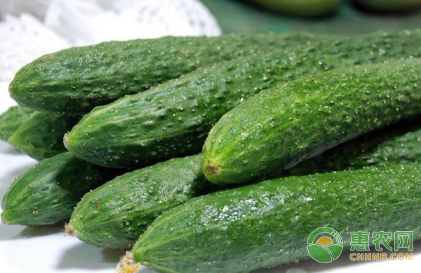 黄瓜收购价格