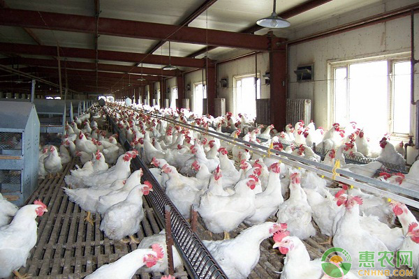 肉禽日评：鸡价继续下行 苗价窄幅震荡