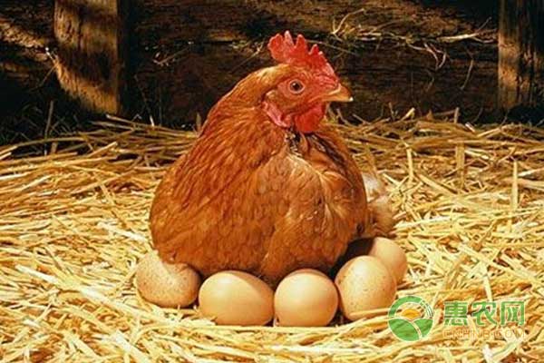 5月30日淘汰鸡主产区最新价格行情