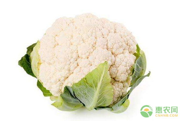 菜花最新价格