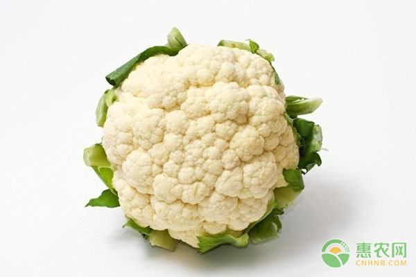 菜花价格