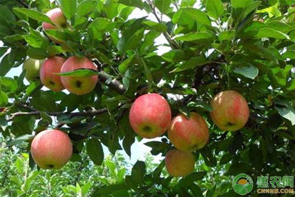 最新苹果价格