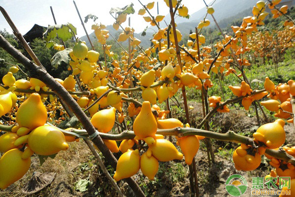 这种植物浑身挂满了“黄金果”，堪称植物界的土豪