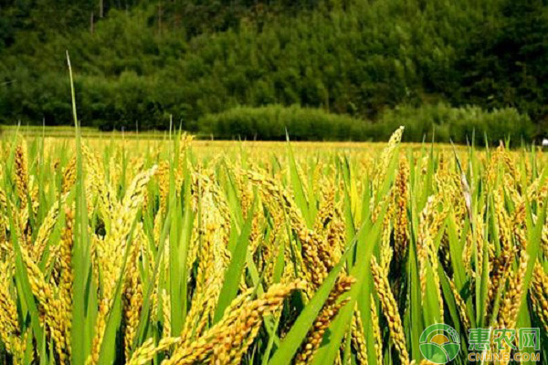 2018年6月4日全国稻谷收购价格最新行情