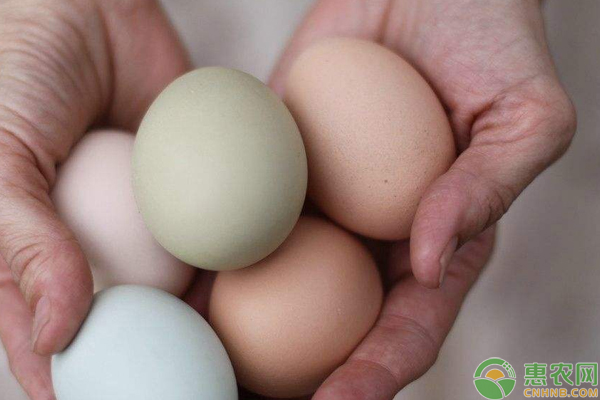 鸡蛋什么价？黑龙江地区鸡蛋价格行情走势