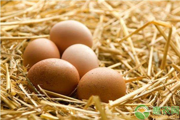 鸡蛋多少钱一斤？6月6日全国鸡蛋价格行情参考