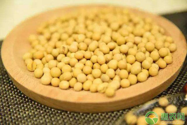 六月份大豆价格行情如何？最新大豆价格行情分析