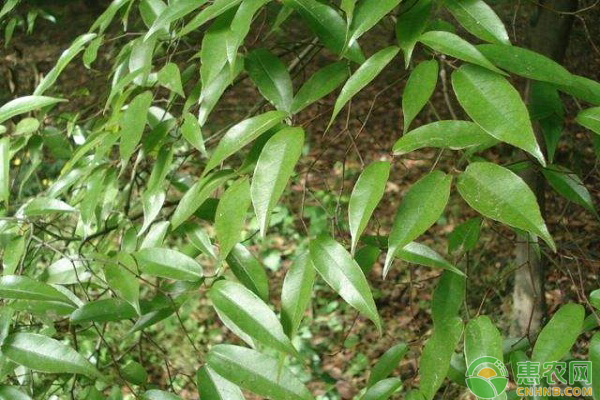 刨花润楠怎么栽培刨花润楠的优良特性及栽培技术详解