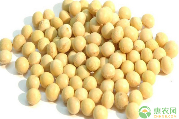 大豆价格多少钱一斤？6月7日国内大豆最新价格行情