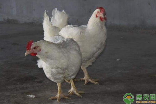 肉毛鸡多少钱一斤？