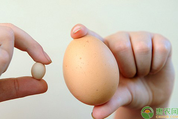 鸡蛋多少钱一斤？