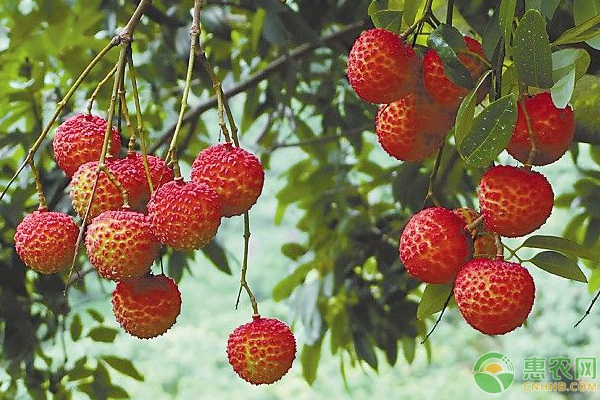 荔枝价格