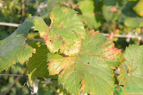 葡萄种植有那些病害葡萄主要病虫害品种介绍及用药参考