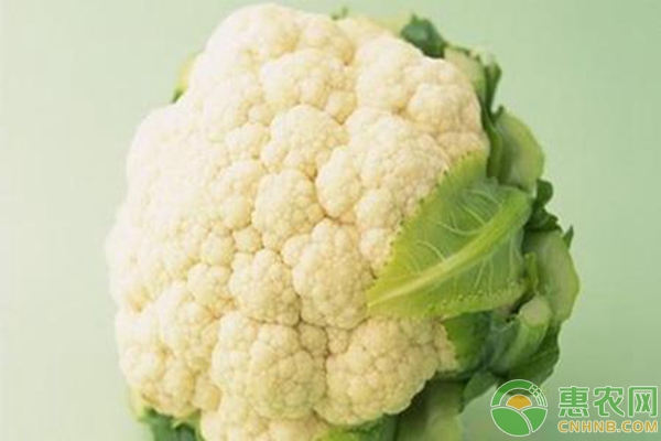 菜花价格行情