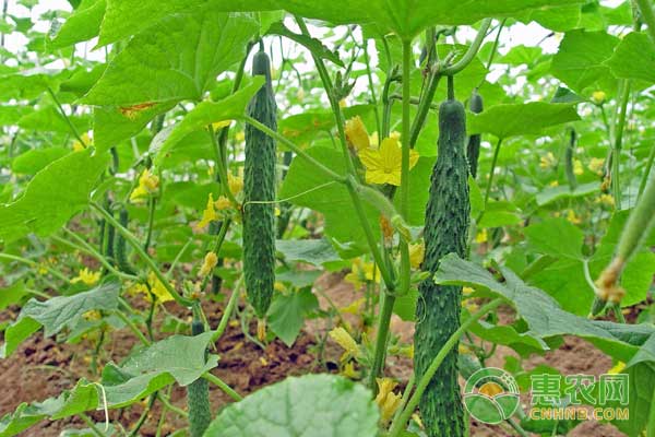6月11日黄瓜主产区收购价格及行情分析