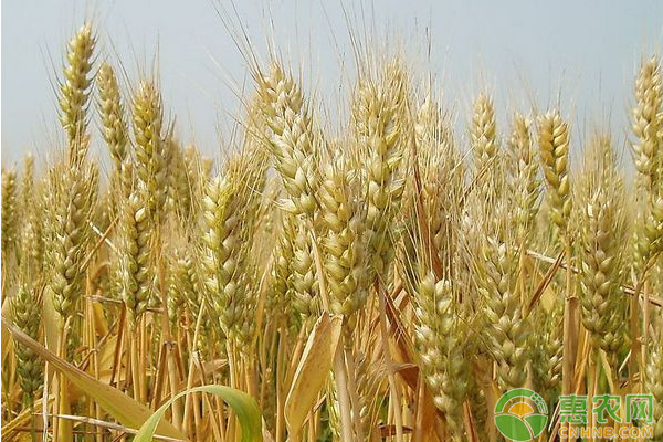 今日小麦价格走势如何？6月12日各地小麦价格行情预测