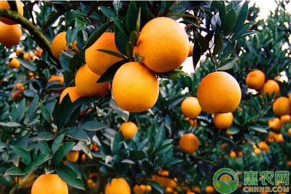 柑橘树秋季怎么施肥?柑橘树秋季施肥关键技术