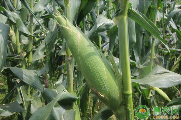 端午节前后玉米价格走势如何？6月13日全国玉米价格行情预测