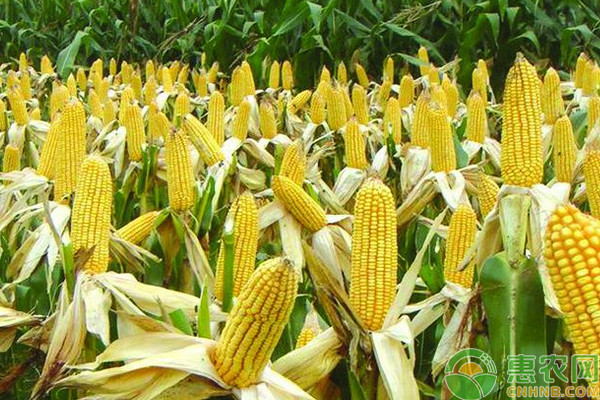 今日玉米价格多少钱一斤？6月16日各地玉米价格最新报价