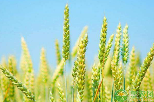 今日小麦价格多少钱一斤？6月16日各地小麦价格最新行情