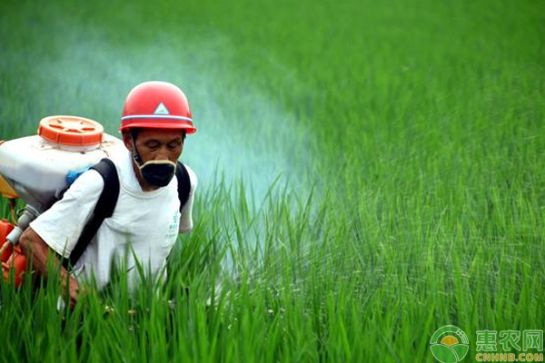 水稻病虫害有那些浅谈水稻常见病虫害的防治措施