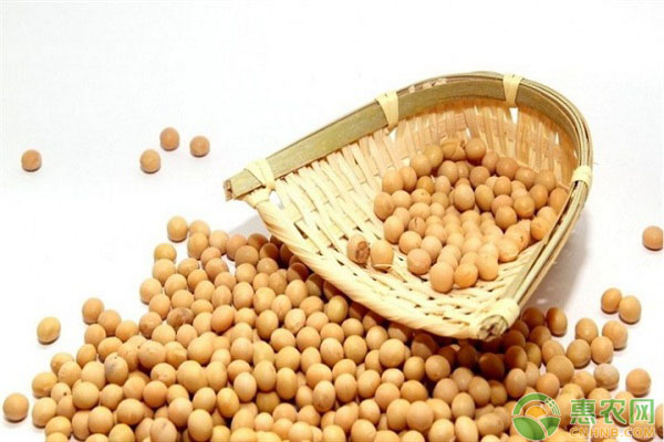 大豆价格多少钱一斤？6月20日国内大豆最新价格行情