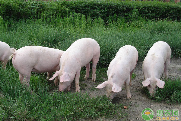 养猪依然能赚70万！养殖户该如何做呢？