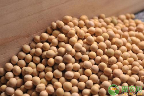 大豆价格多少钱一斤?6月20日国内大豆最新价格行情 大豆价格多少钱一斤?6月20日国内大豆最新价格行情