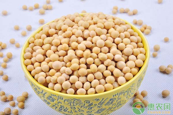 2018年6月21日全国大豆行情走势分析
