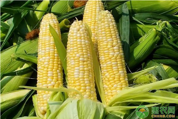 2018年6月21日全国玉米价格最新报价行情