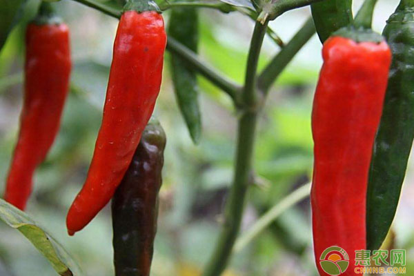 辣椒多少钱一斤？6月21日辣椒主产区最新价格行情