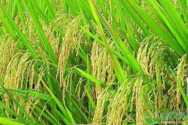 现在水稻多少钱一斤？6月22日稻谷价格最新行情