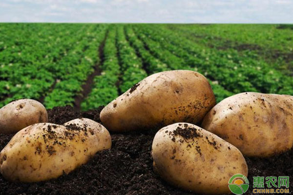 土豆多少钱一斤？6月22日土豆主产区市场收购行情