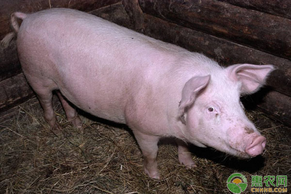 6月22日全国生猪价格行情：猪价未来能否出现反弹？