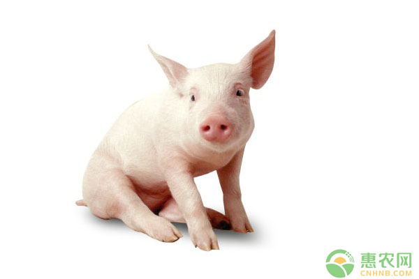 6月22日全国生猪价格行情：猪价未来能否出现反弹？