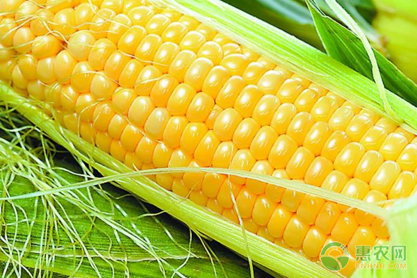 今日玉米多少钱一斤？6月23日全国玉米价格行情