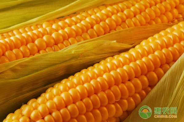 今日玉米多少钱一斤？6月23日全国玉米价格行情