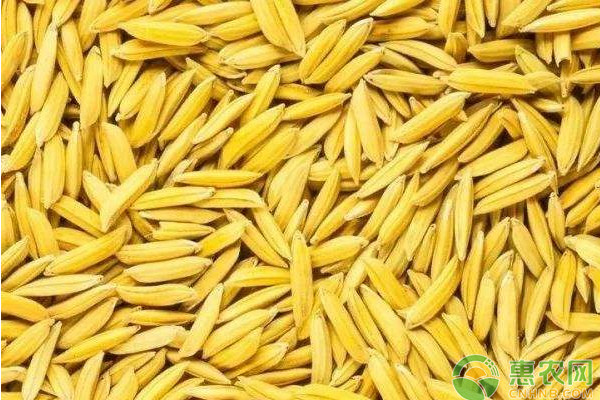 今日小麦价格多少钱一斤？6月25日全国小麦价格最新行情