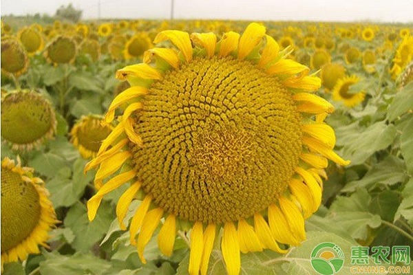 葵花籽批发价多少钱一斤？6月25日各地葵花籽市场收购价格