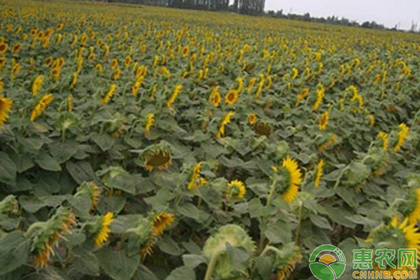 葵花籽批发价多少钱一斤？6月25日各地葵花籽市场收购价格