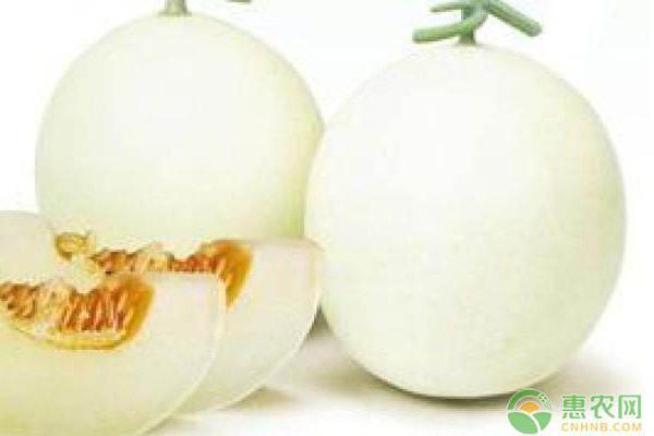 今日<a href='https://www.cnhnb.com/p/tiangua/' class='j-href' target='_blank'><span style='color:#FF8001'>甜瓜多少钱</span></a>一斤？6月25日甜瓜主产区市场收购价格